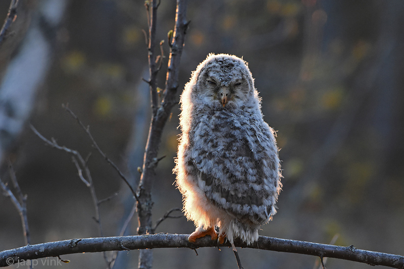 Ural Owl - Oeraluil - Strix uralensis