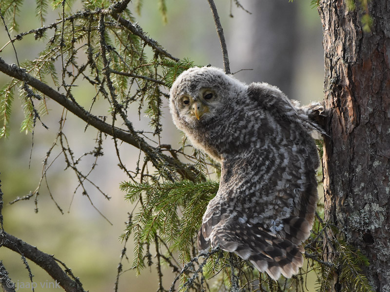 Ural Owl - Oeraluil - Strix uralensis