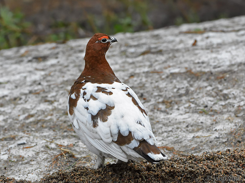 Williow Grouse - Moerassneeuwhoen - Lagopus lagopus