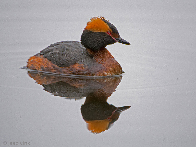Horned Grebe - Kuifduiker - Podiceps auritus