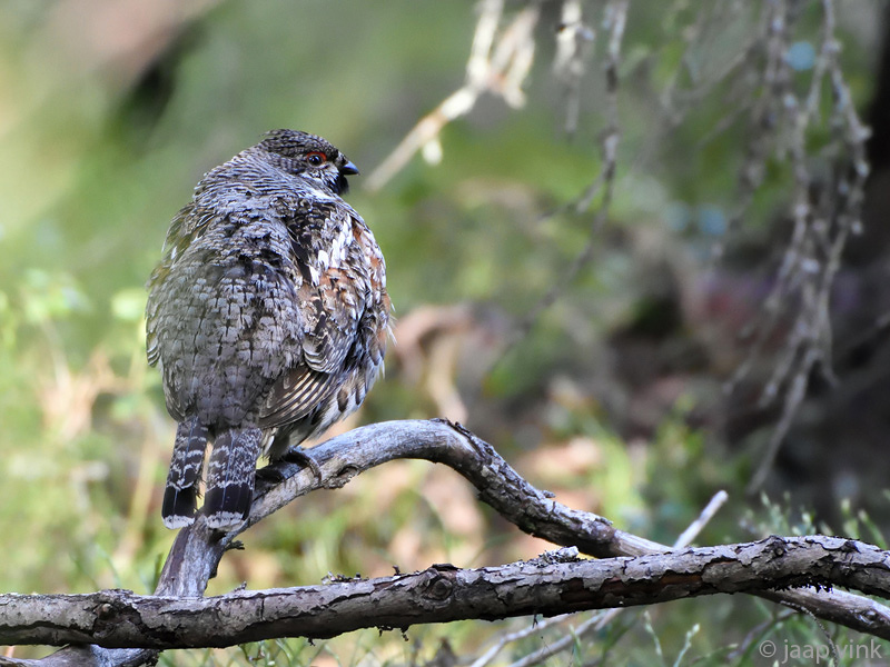 Hazel Grouse - Hazelhoen - Bonasa bonasia