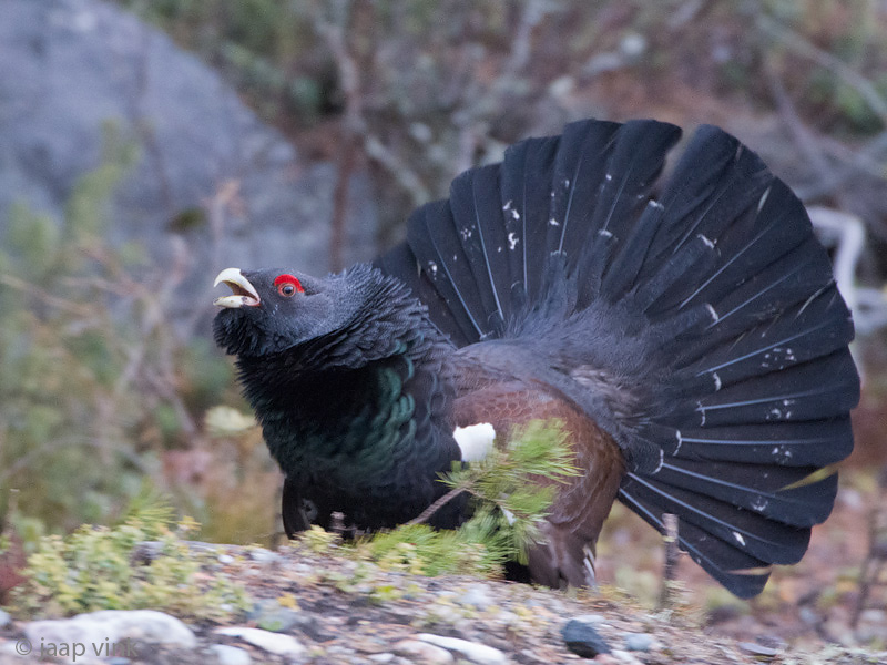 Capercaillie - Auerhoen - Tetrao urogallus