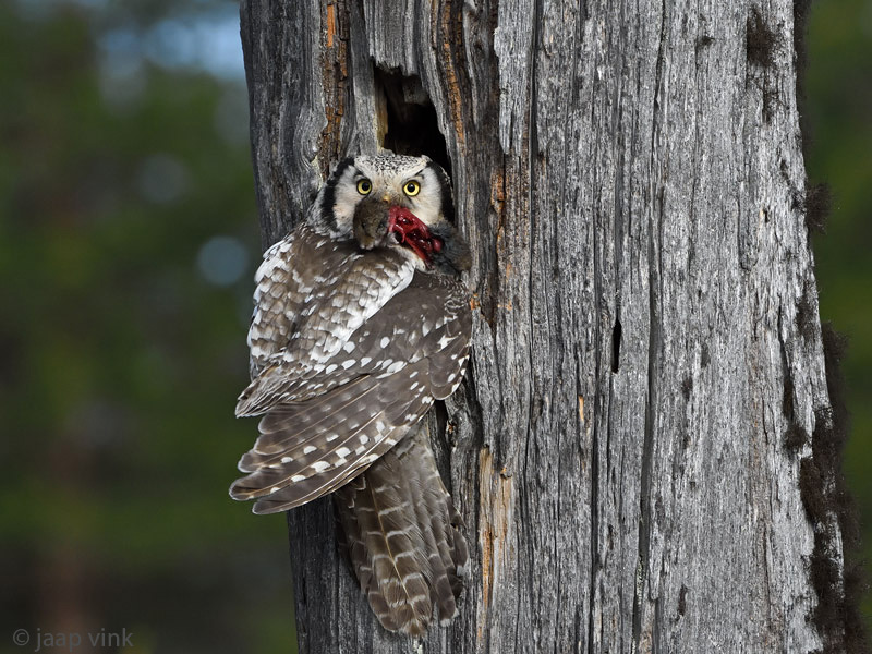 Hawk Owl - Sperweruil - Surnia ulula