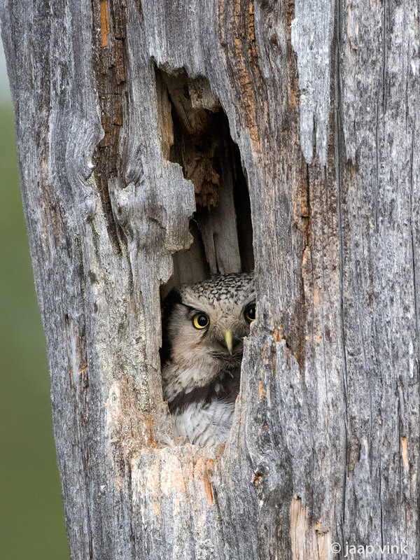 Hawk Owl - Sperweruil - Surnia ulula