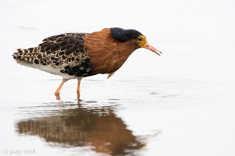 Ruff - Kemphaan - Philomachus pugnax