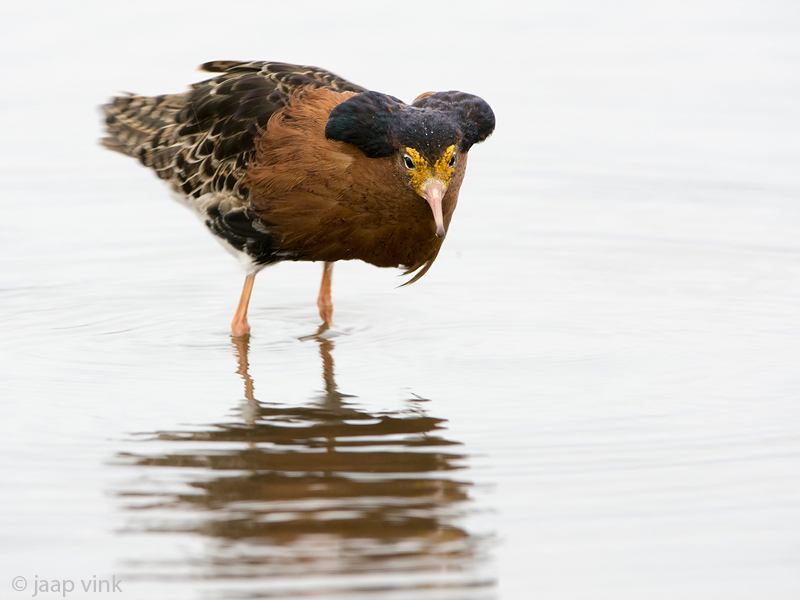 Ruff - Kemphaan - Philomachus pugnax