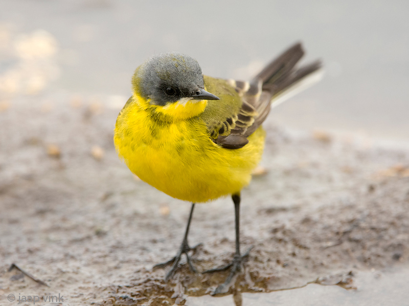 Grey-headed Wagtail - Noordse Kwikstaart - Motacilla thunbergi