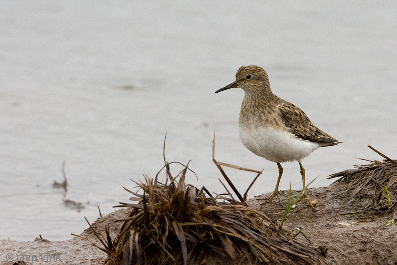 Temmincks Stint - Temmincks Strandloper - Calidris temminckii