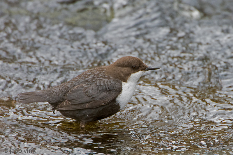 Dipper - Waterspreeuw - Cinclus cinclus