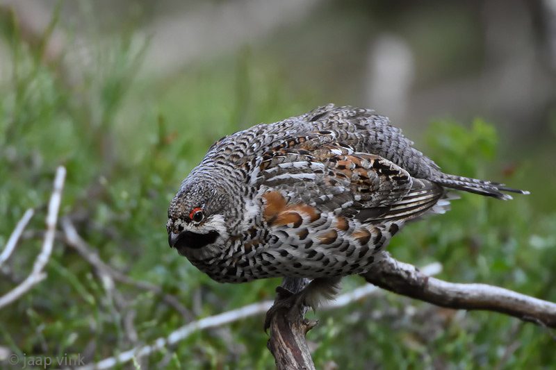 Hazel Grouse - Hazelhoen - Bonasa bonasia