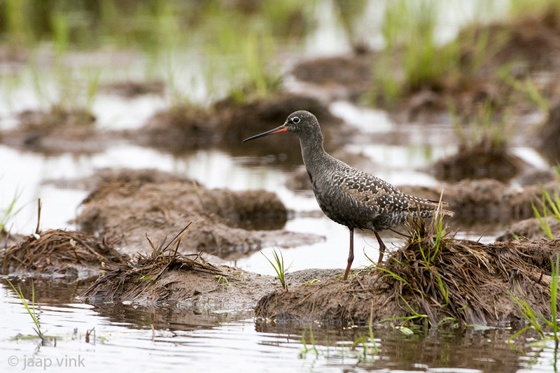 Spotted Redshank - Zwarte Ruiter - Tringa erythropus