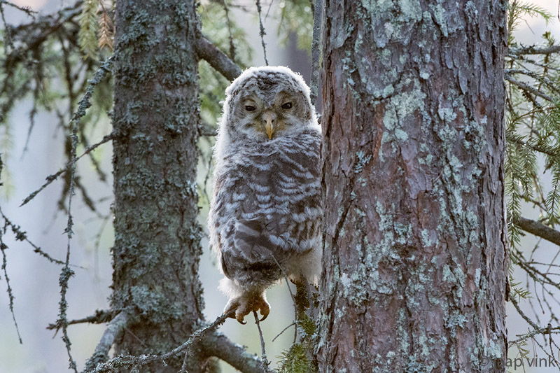 Ural Owl - Oeraluil - Strix uralensis
