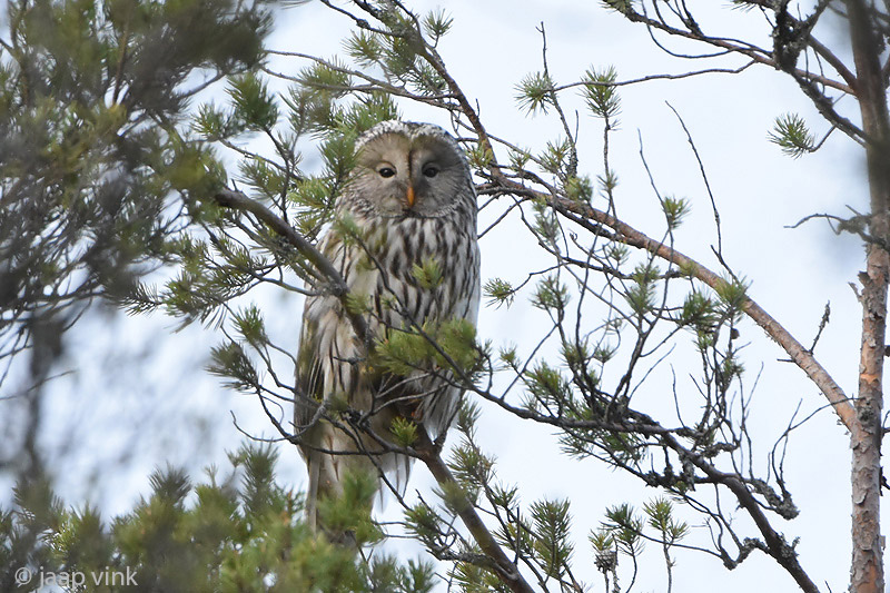 Ural Owl - Oeraluil - Strix uralensis