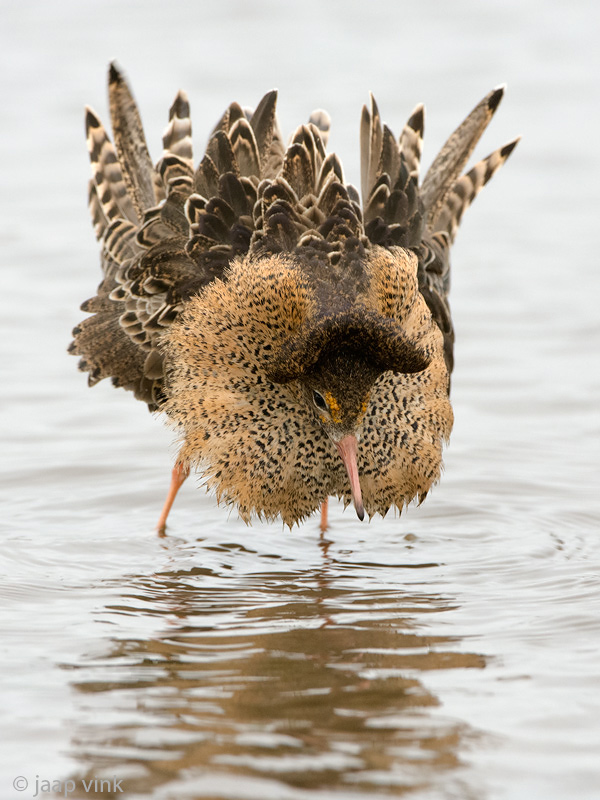 Ruff - Kemphaan - Philomachus pugnax