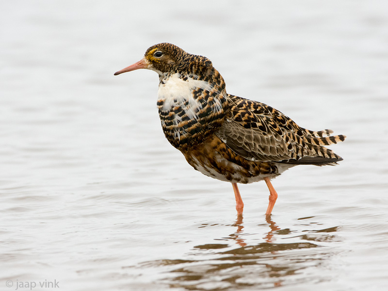 Ruff - Kemphaan - Philomachus pugnax