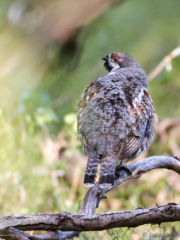 Hazel Grouse - Hazelhoen - Bonasa bonasia