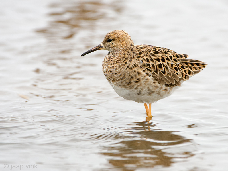 Ruff - Kemphaan - Philomachus pugnax