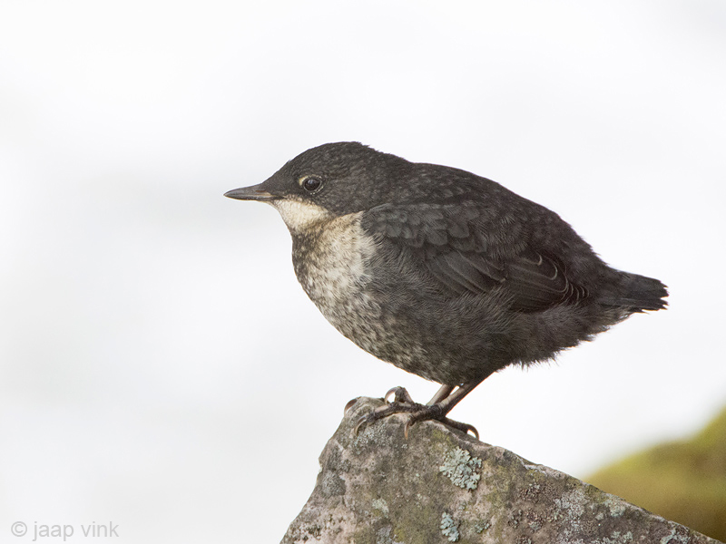 Dipper - Waterspreeuw - Cinclus cinclus