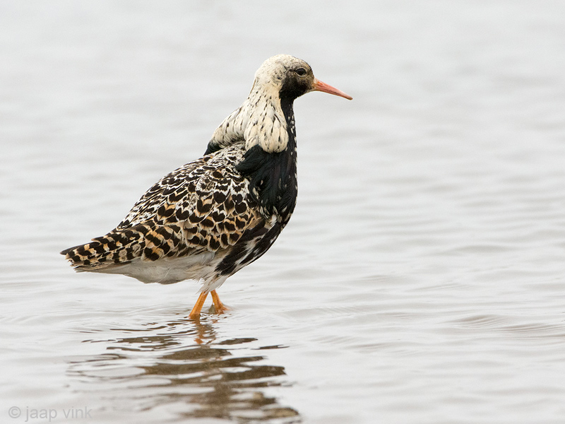 Ruff - Kemphaan - Philomachus pugnax