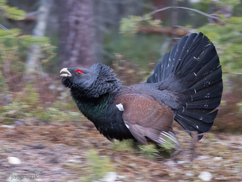Capercaillie - Auerhoen - Tetrao urogallus