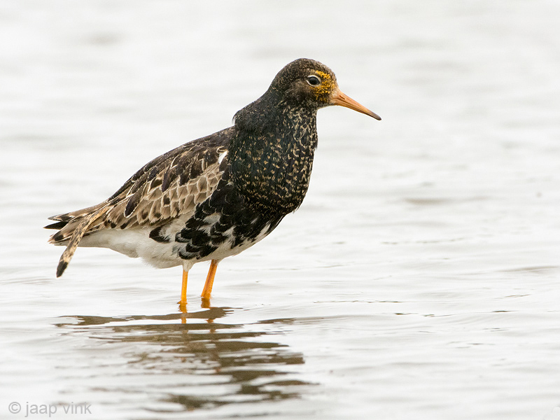 Ruff - Kemphaan - Philomachus pugnax