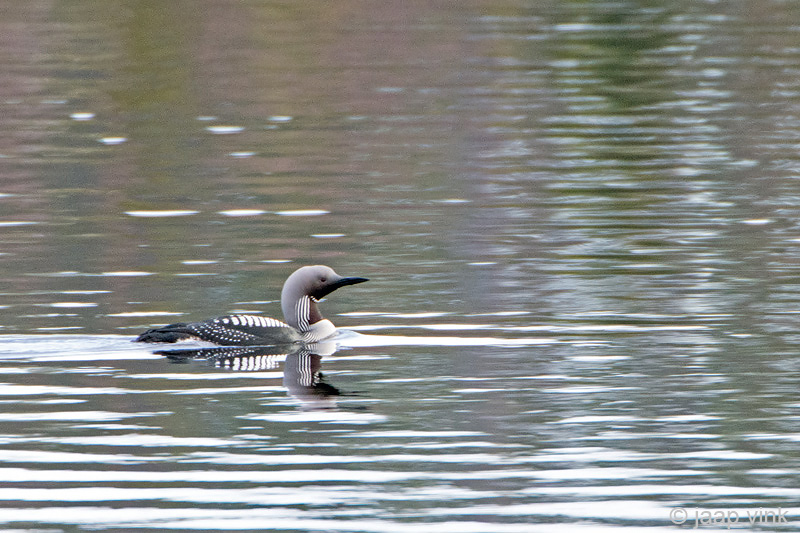 Black-throated Diver - Parelduiker - Gavia arctica