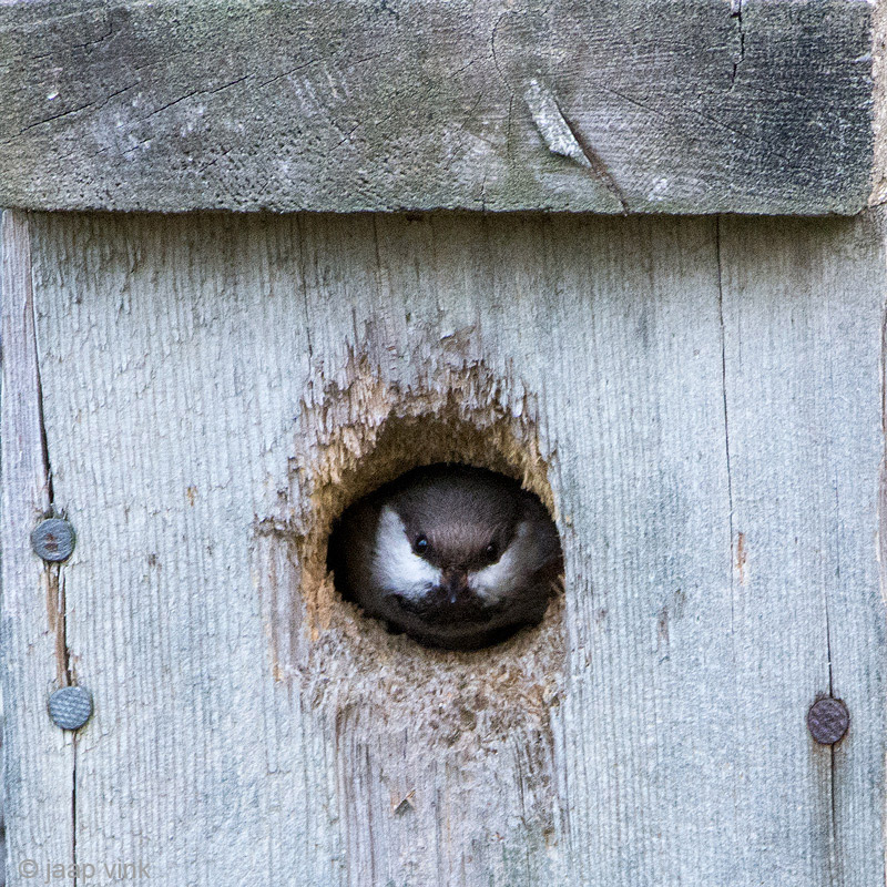 Siberian Tit - Bruinkopmees - Poecile cinctus