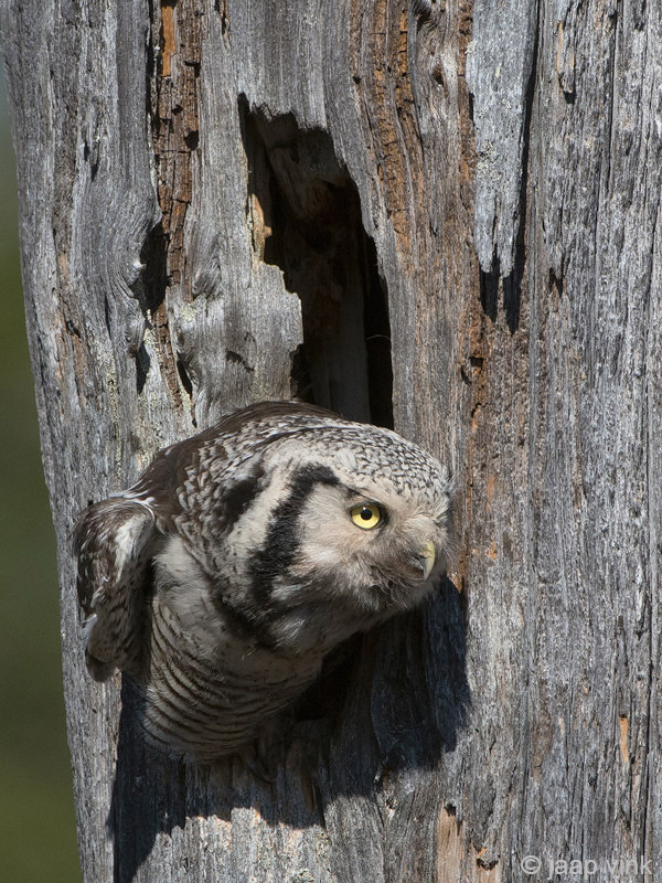 Hawk Owl - Sperweruil - Surnia ulula