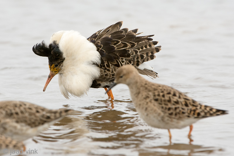 Ruff - Kemphaan - Philomachus pugnax