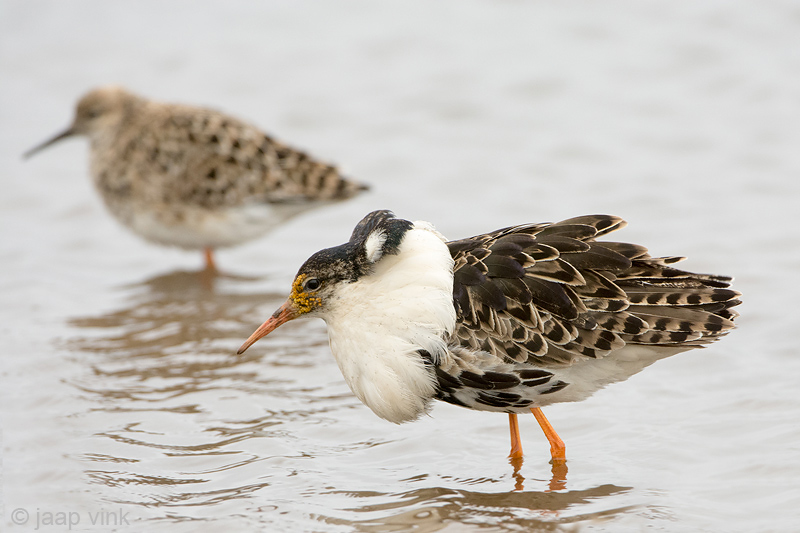 Ruff - Kemphaan - Philomachus pugnax