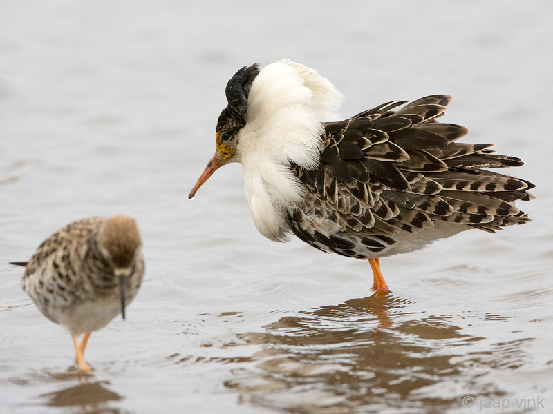 Ruff - Kemphaan - Philomachus pugnax