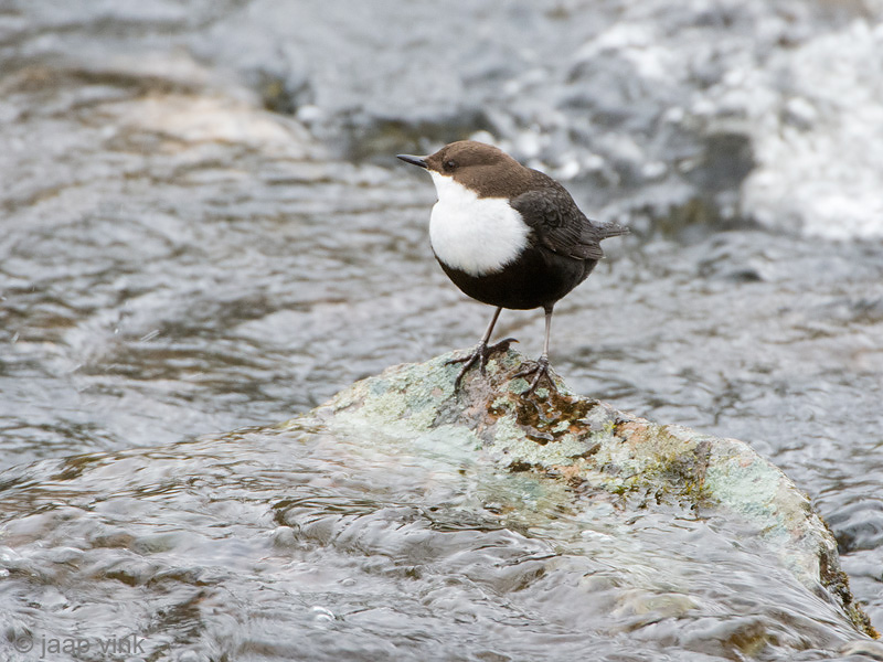 Dipper - Waterspreeuw - Cinclus cinclus