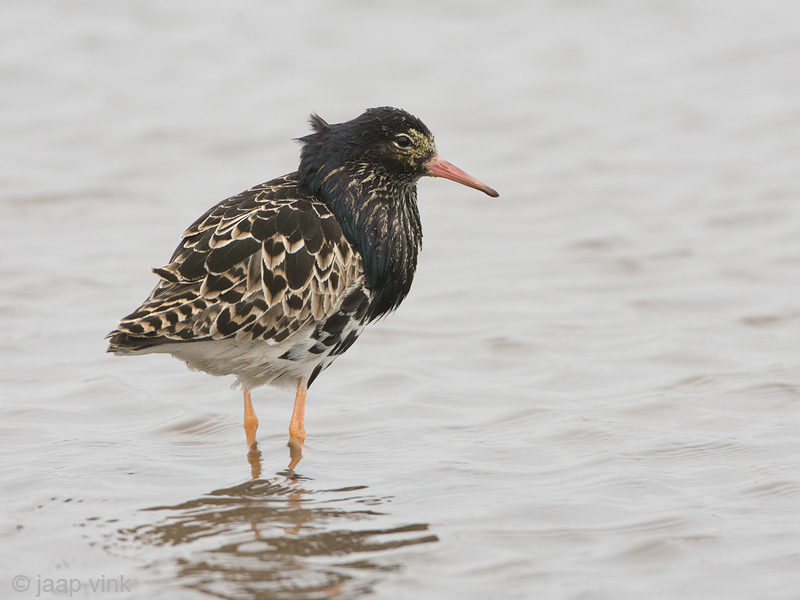 Ruff - Kemphaan - Philomachus pugnax