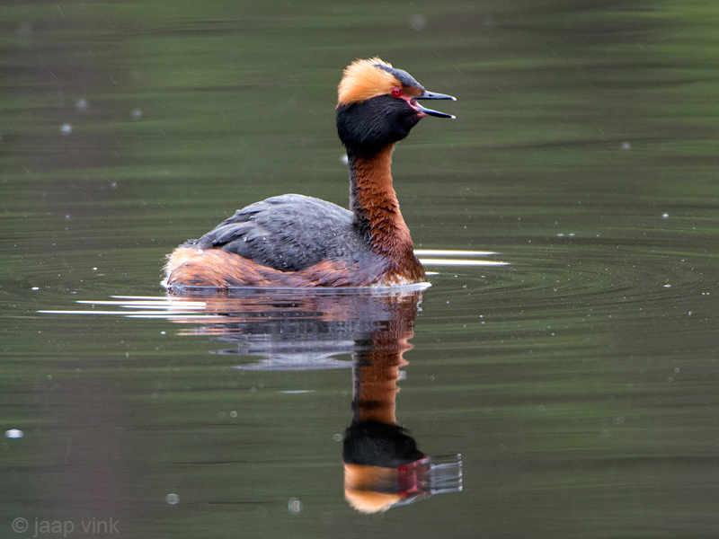 Horned Grebe - Kuifduiker - Podiceps auritus