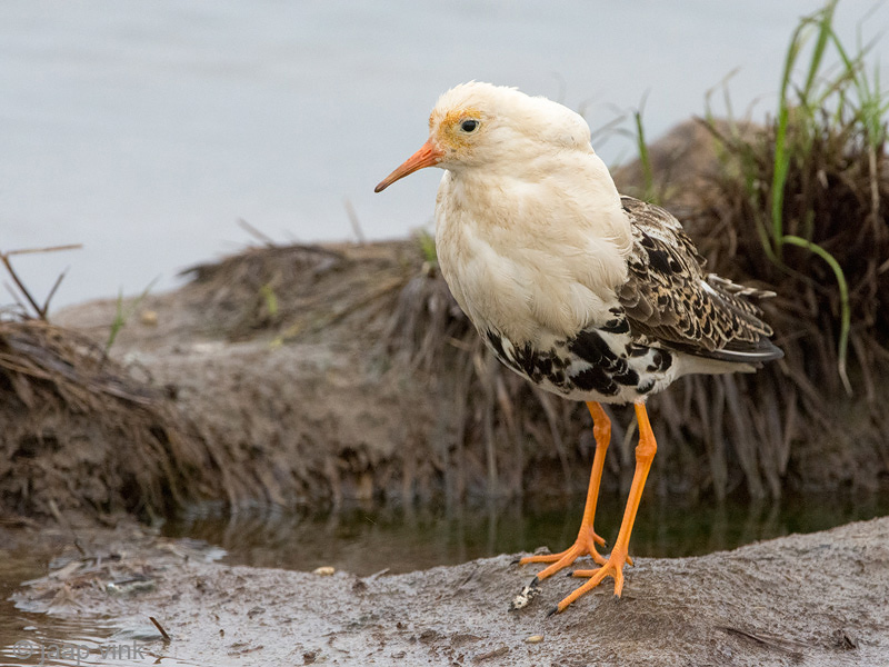 Ruff - Kemphaan - Philomachus pugnax