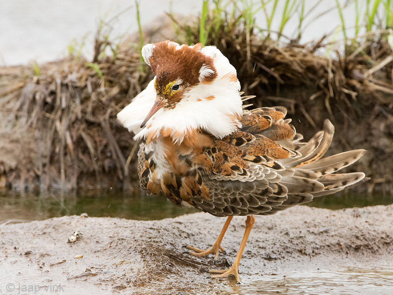 Ruff - Kemphaan - Philomachus pugnax