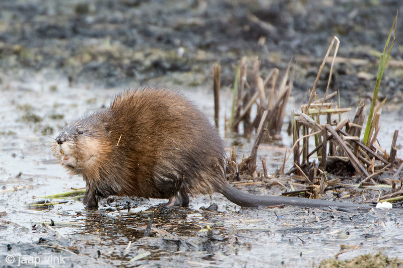 Muskrat - Muskusrat - Ondatra zibethicus