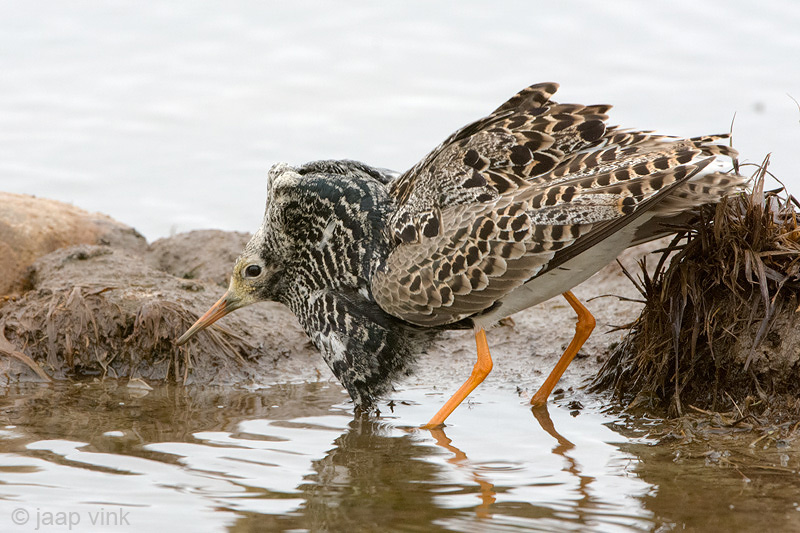 Ruff - Kemphaan - Philomachus pugnax