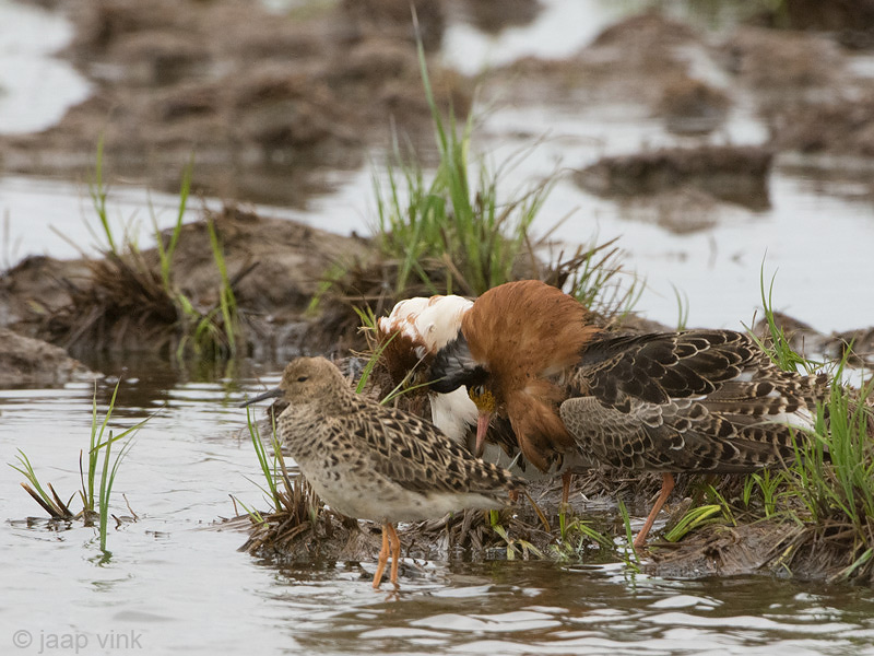 Ruff - Kemphaan - Philomachus pugnax