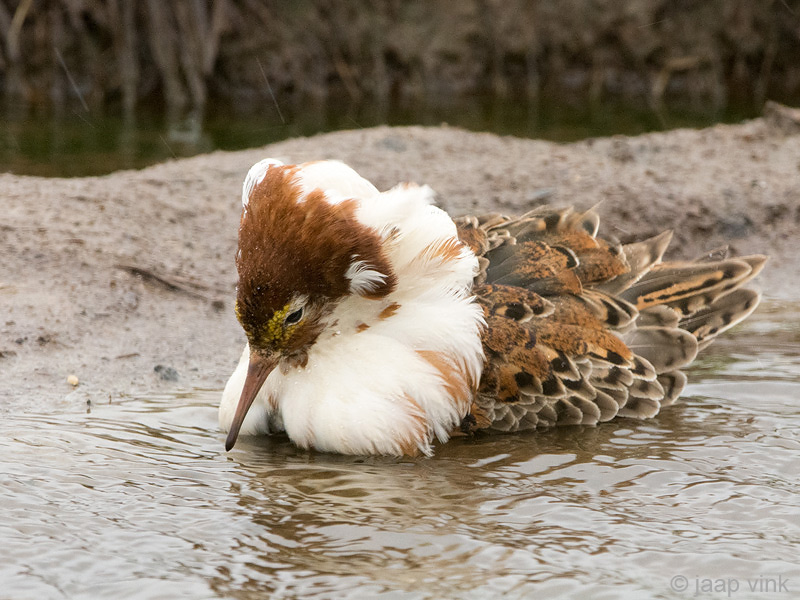 Ruff - Kemphaan - Philomachus pugnax