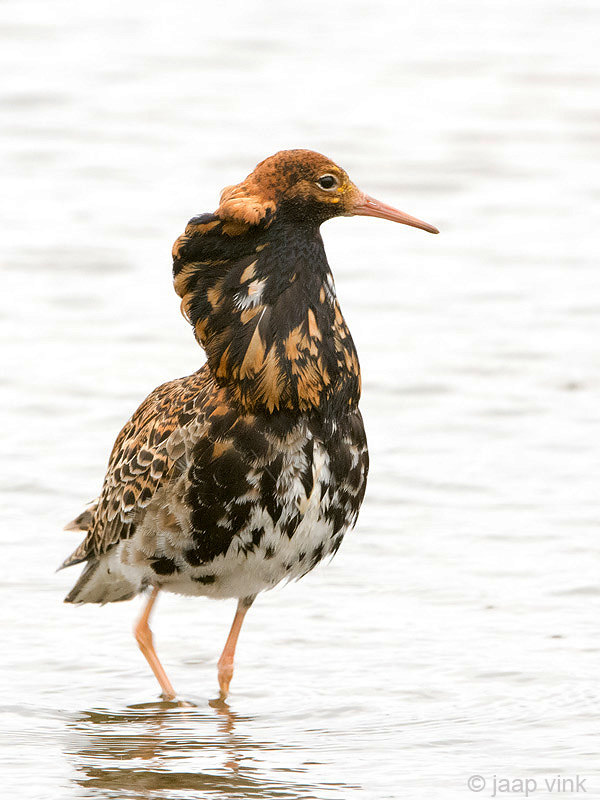 Ruff - Kemphaan - Philomachus pugnax