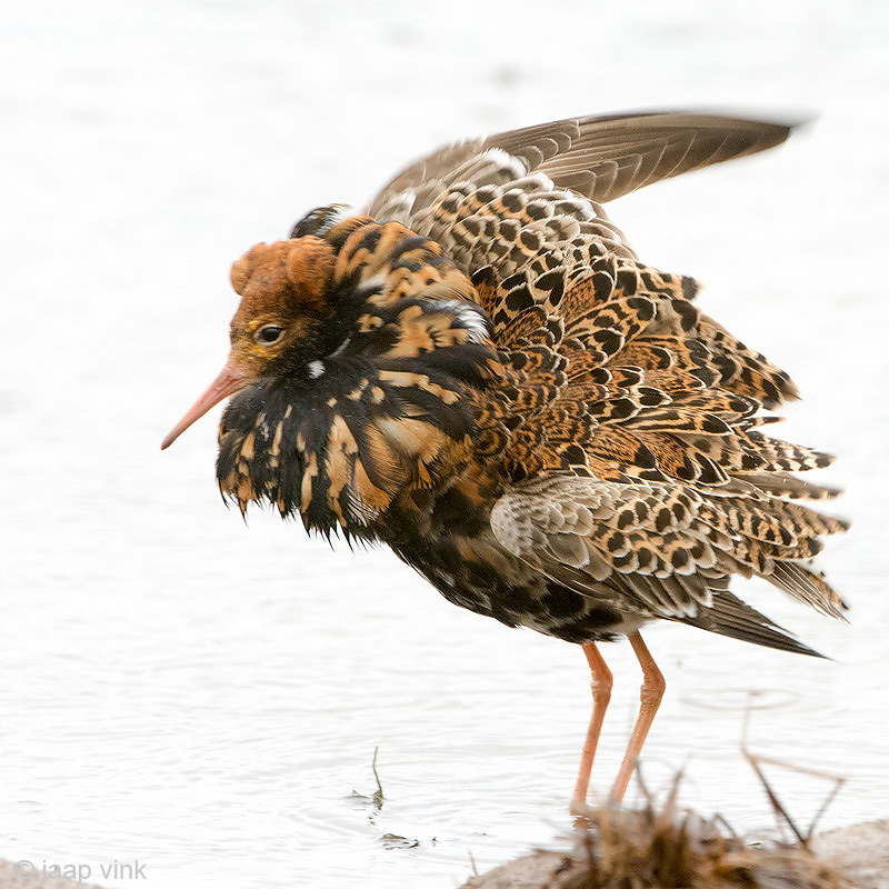 Ruff - Kemphaan - Philomachus pugnax