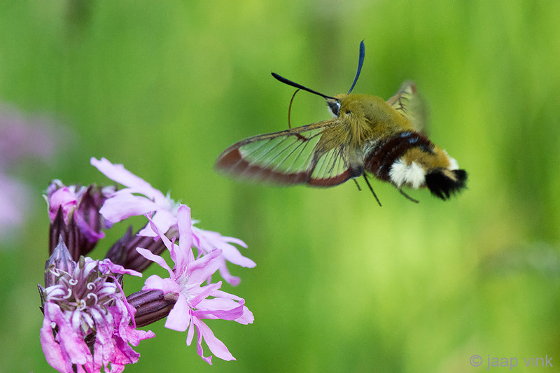 Broad-bordered Bee Hawk Moth - Glasvleugelpijlstaart - Hemaris fuciformis