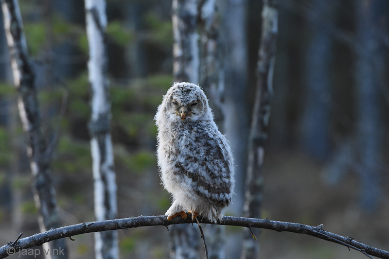 Ural Owl - Oeraluil - Strix uralensis
