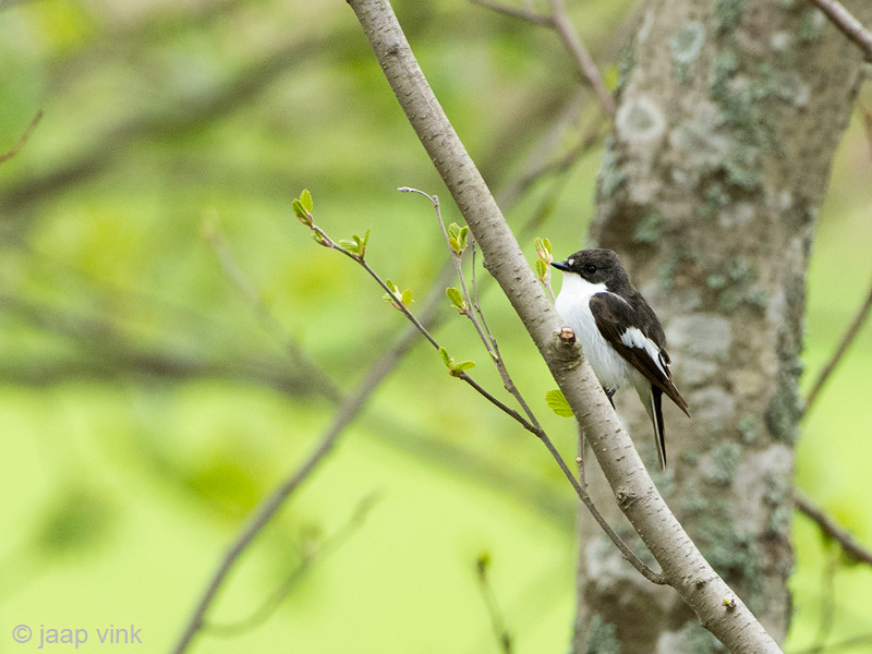 Pied Flycatcher - Bonte Vliegenvanger - Ficedula hypoleuca