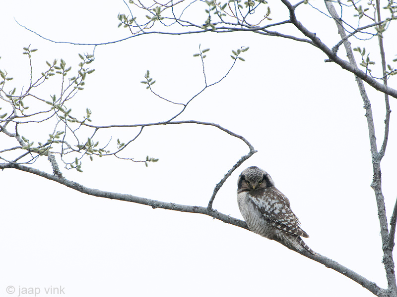 Hawk Owl - Sperweruil - Surnia ulula
