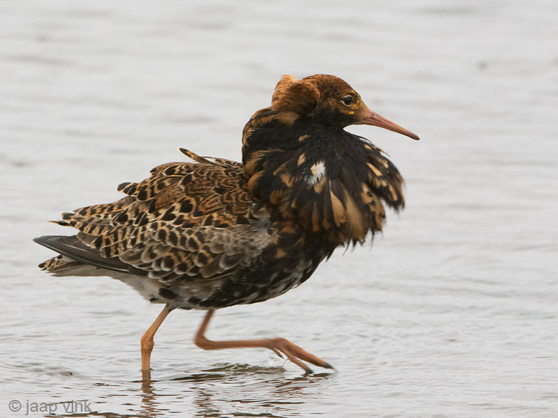 Ruff - Kemphaan - Philomachus pugnax