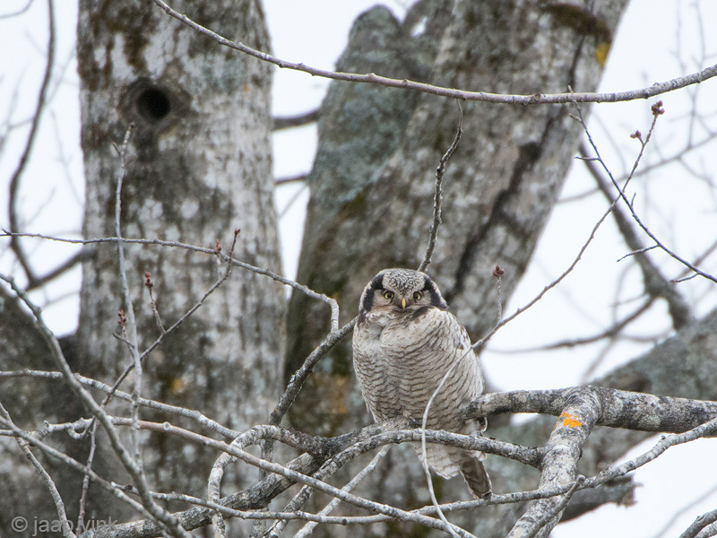 Hawk Owl - Sperweruil - Surnia ulula