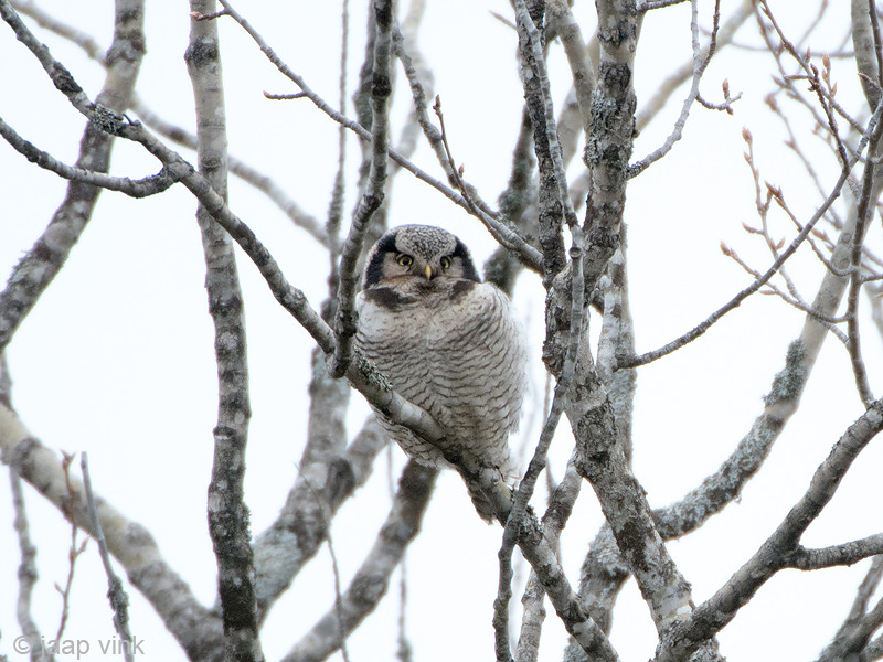 Hawk Owl - Sperweruil - Surnia ulula