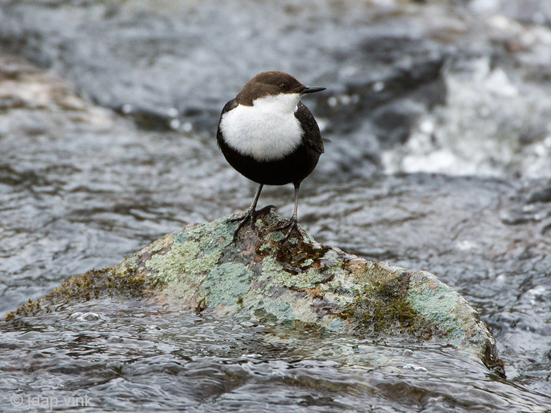 Dipper - Waterspreeuw - Cinclus cinclus